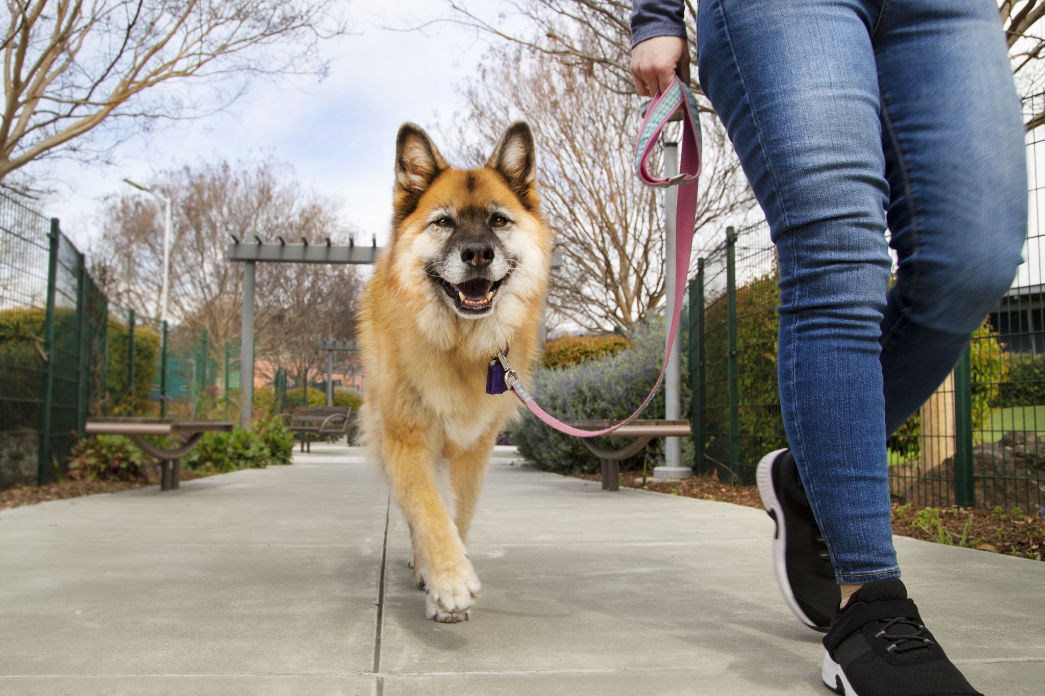 Humane Society Silicon Valley's Gallery